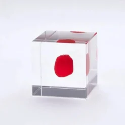 Sola Cube Huayruro Seed